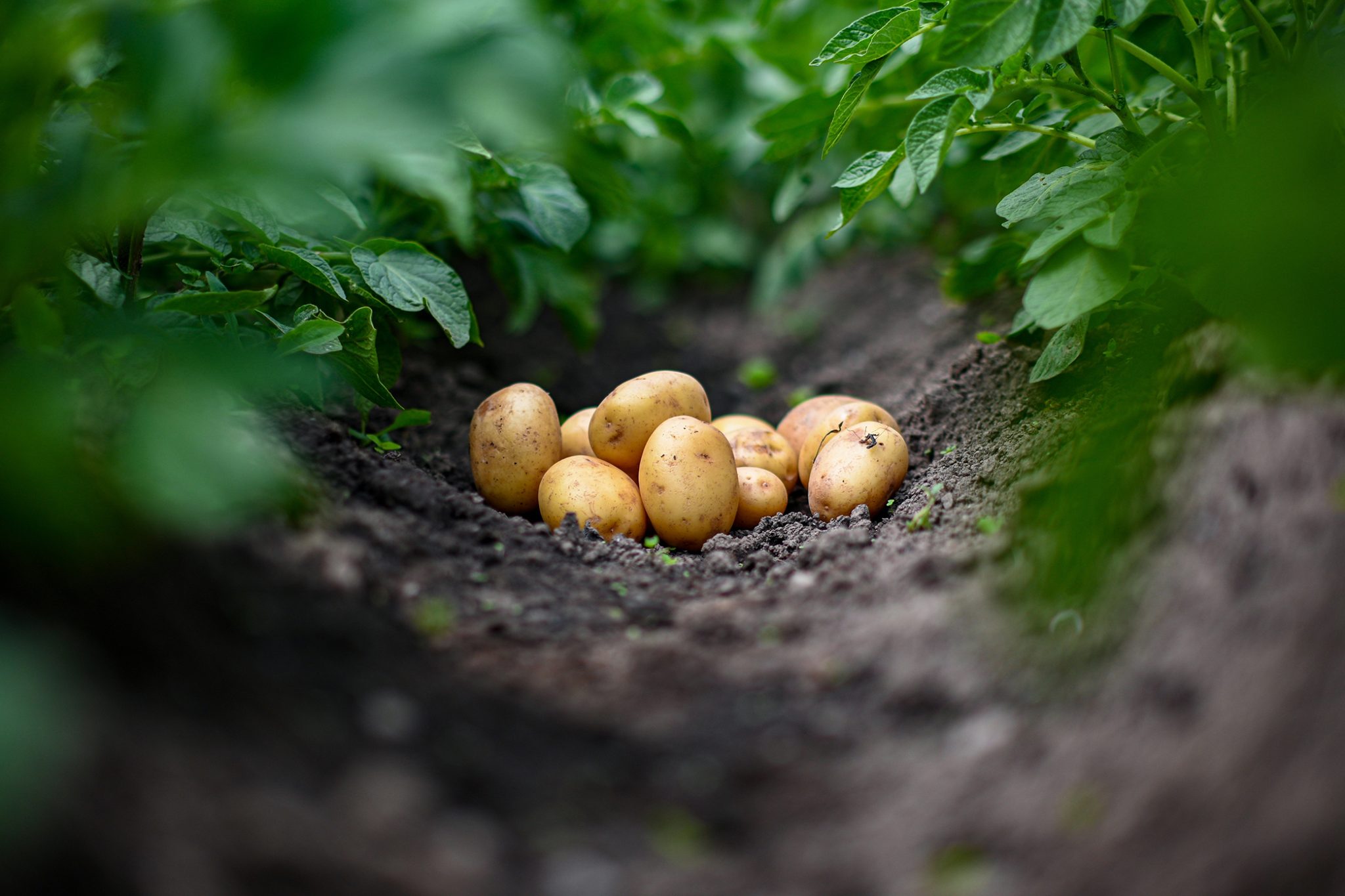 fresh,organic,potatoes,growing,in,a,garden,with,lush,green