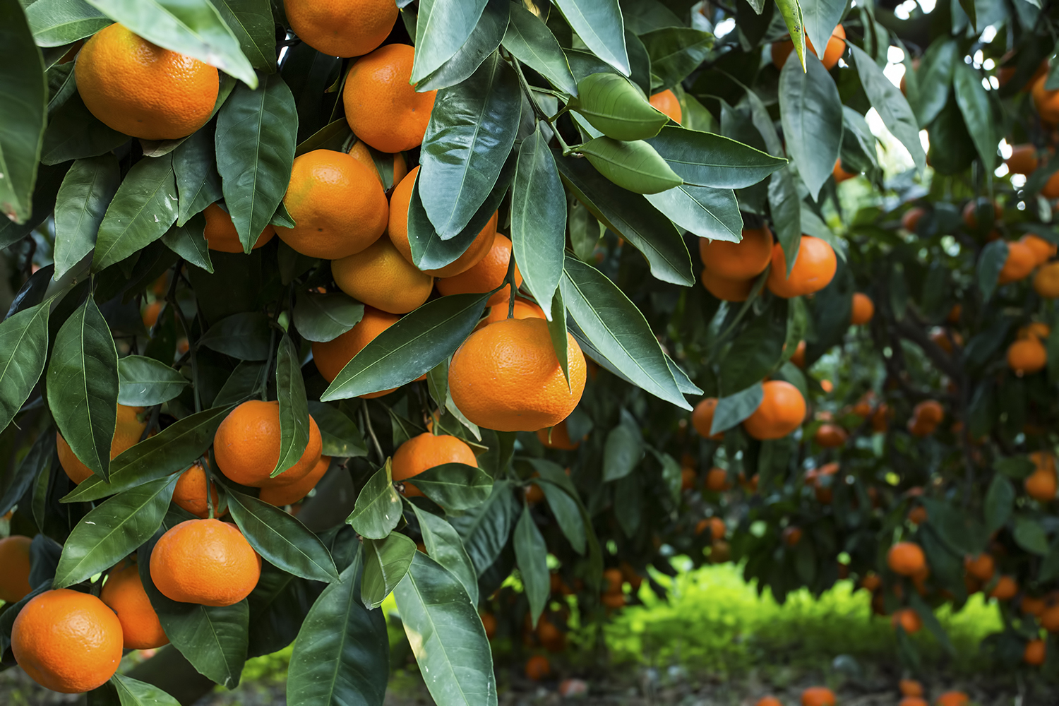 mandarin,tree